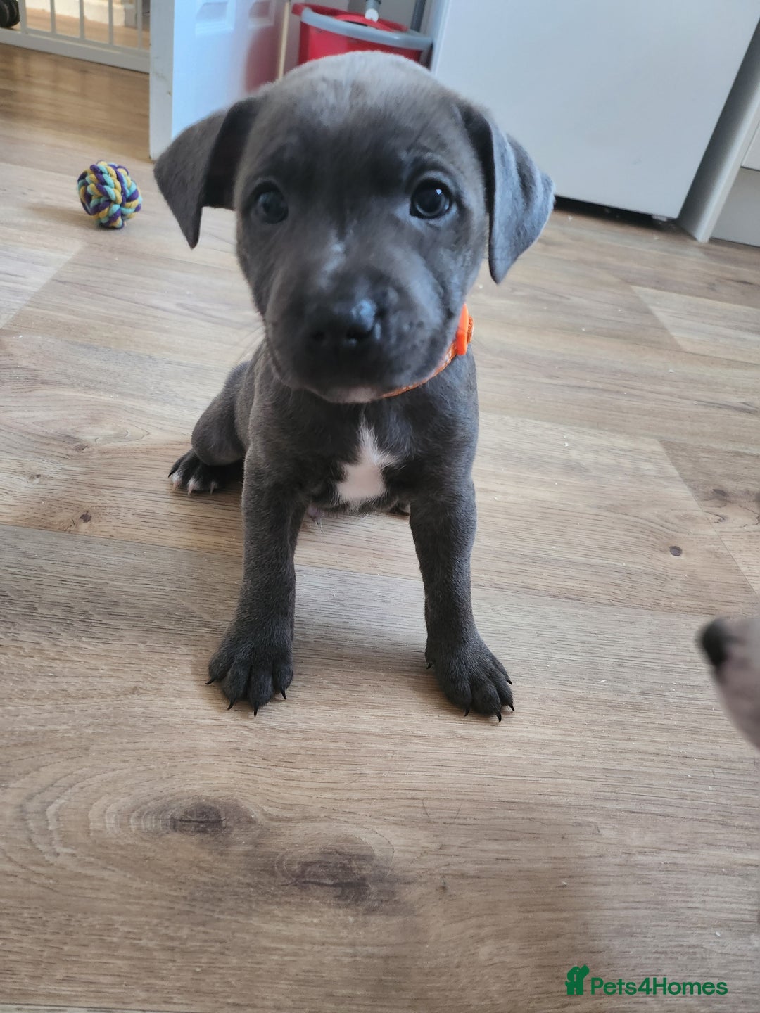 Staffordshire Bull Terrier dogs for sale: Staffies  - Image 4