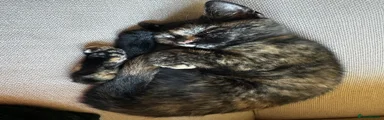 Tortie female