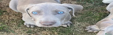 Weimaraner 8