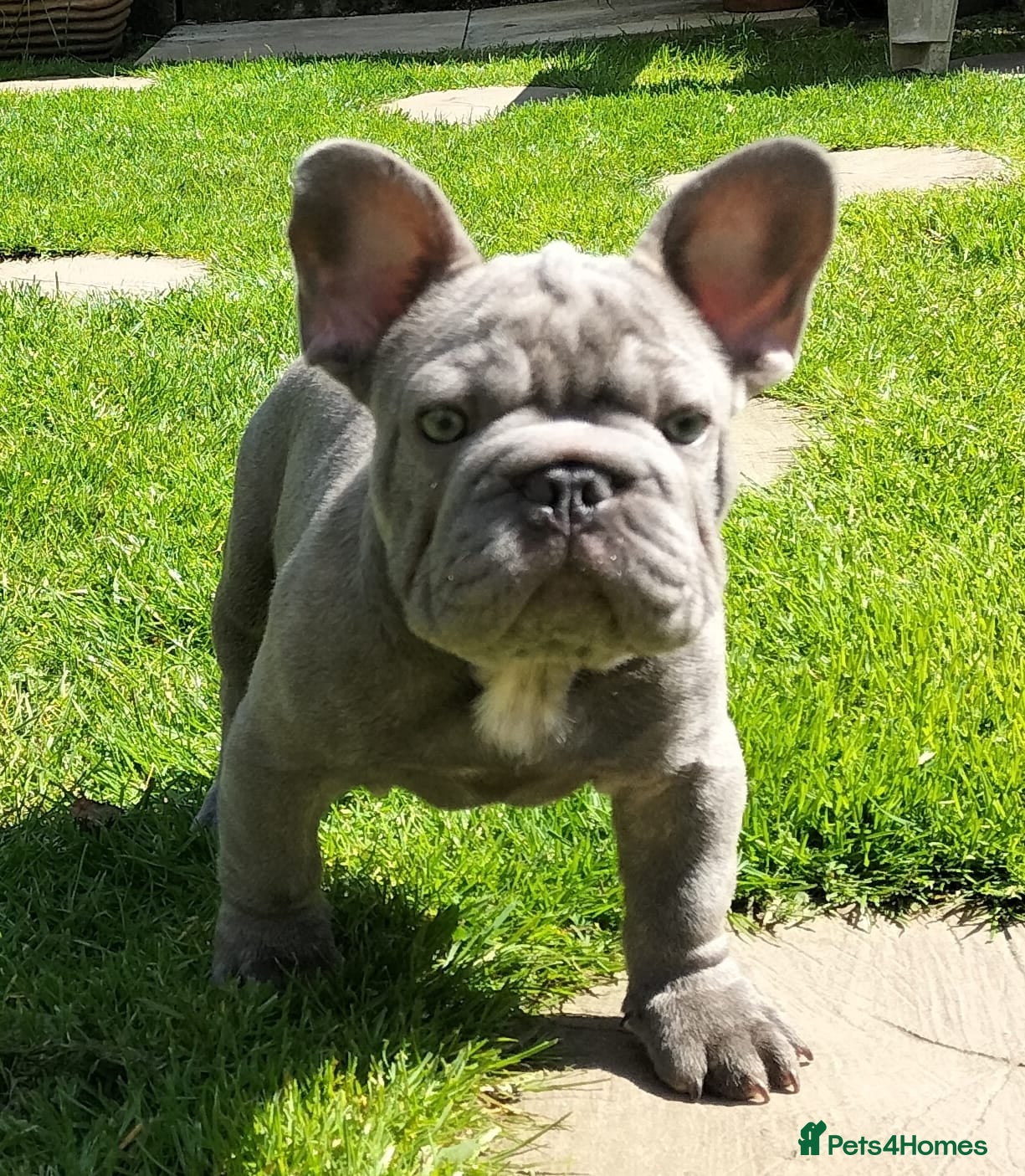 French Bulldog dogs Lilac carrying Testable And cream Stud - Advert 24