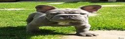 French Bulldog dogs for stud: Lilac carrying Testable And cream Stud - Advert 1