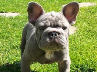 French Bulldog dogs Lilac carrying Testable And cream Stud - Advert 17