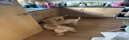 Labradoodle dogs for sale: Ready to go Labradoodle pups!  - Advert 5