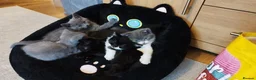 Mixed Breed cats for sale: Beautiful Home-Raised Kittens in Nottingham - Advert 7