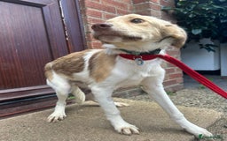 Mixed Breed dogs for adoption: Pocket - Norwich Norfolk  - Image 6