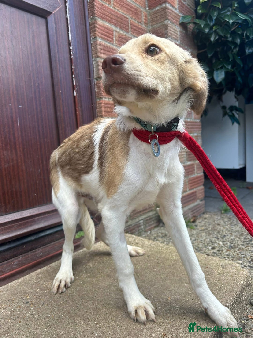 Mixed Breed dogs for adoption: Pocket - Norwich Norfolk  - Image 6
