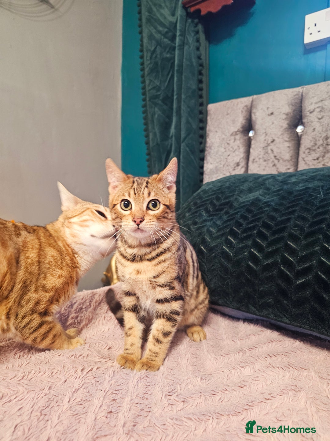 Bengal cats for sale: Bengal kitten male - Advert 2