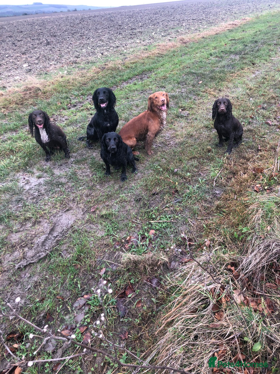Cocker Spaniel dogs for stud: Health tested working cocker spaniel  in Devizes - Image 3