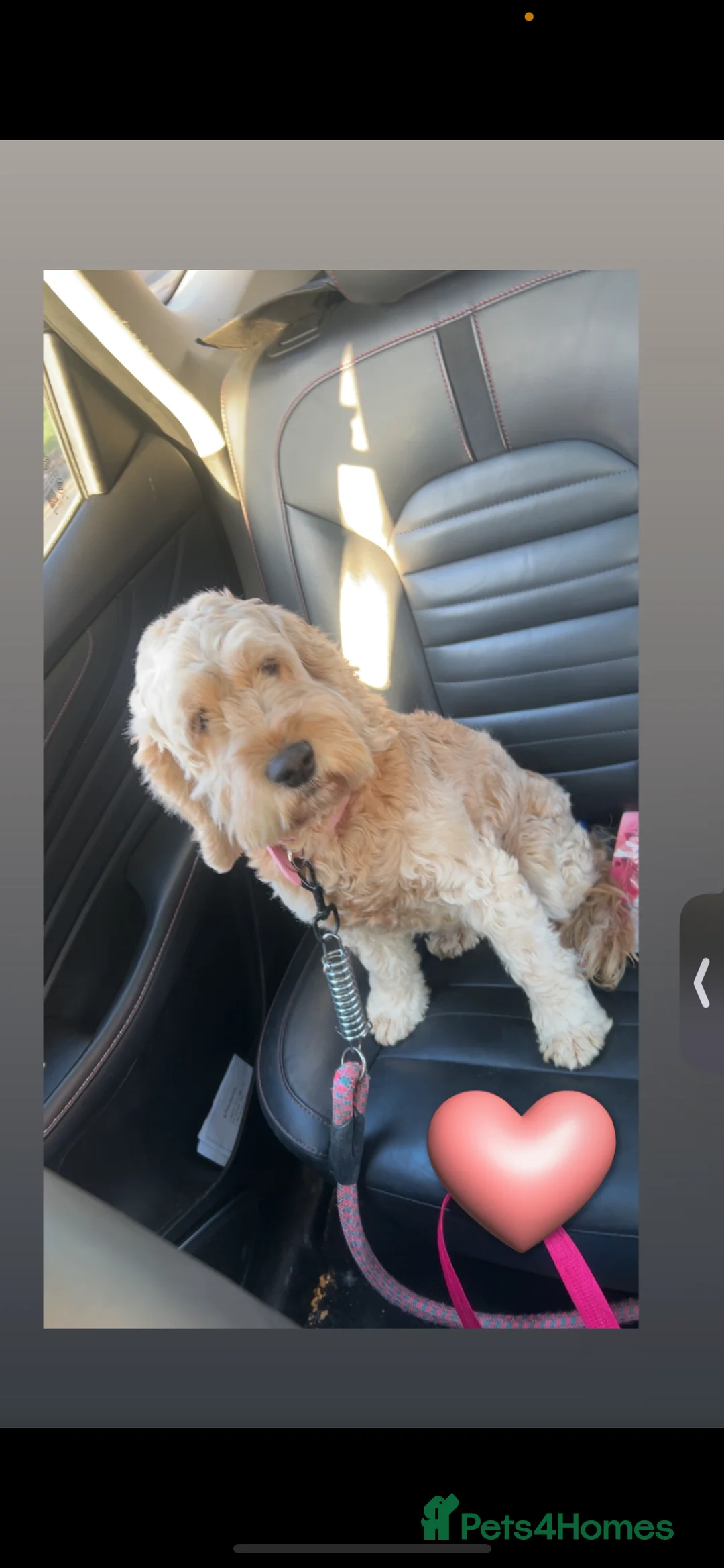 Cockapoo dogs for sale: Are 8 cockapoo - Advert 2