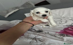 Bichon Frise dogs for sale: Bichon - Image 10