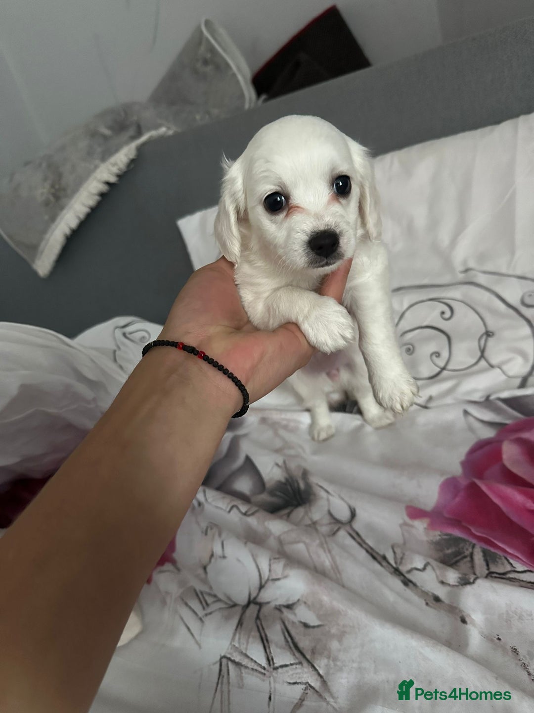 Bichon Frise dogs for sale: Bichon - Image 10
