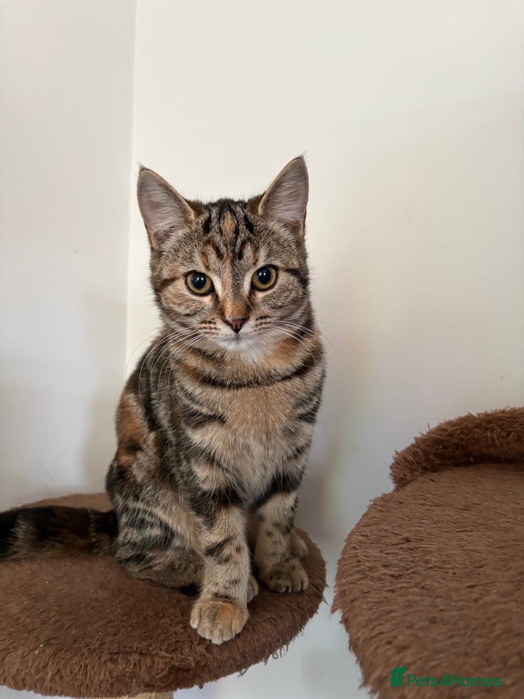 Domestic Shorthair cats for sale: 5 month old kittens - black male/tabby female - Advert 2