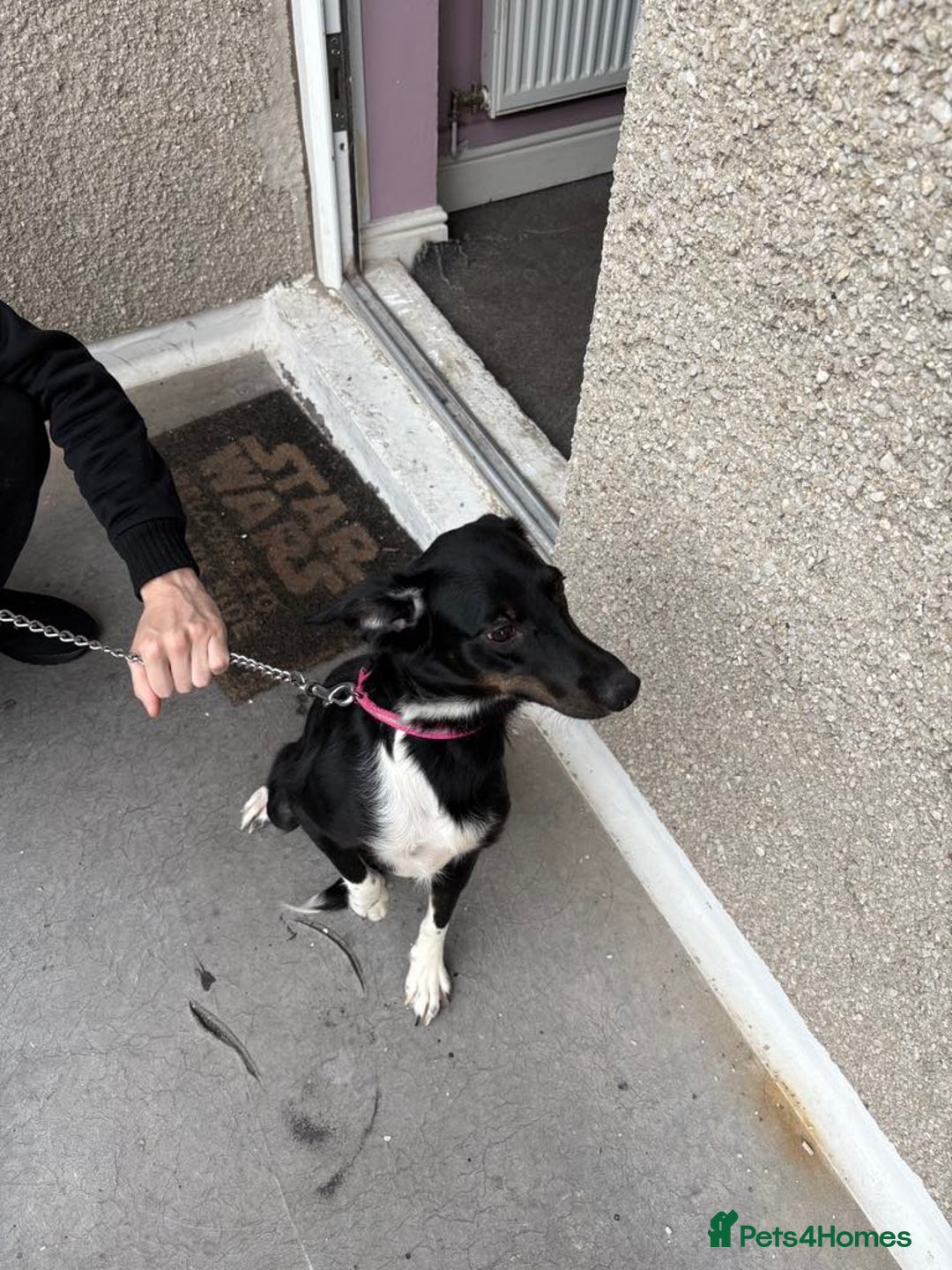 Mixed Breed dogs for sale: 11 month old puppy - Image 1