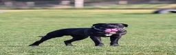 Mixed Breed dogs for sale: Great Dane  ** tiffs in Ellon - Advert 3