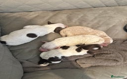 Mixed Breed dogs for sale: Springerpoo pups  - Image 4