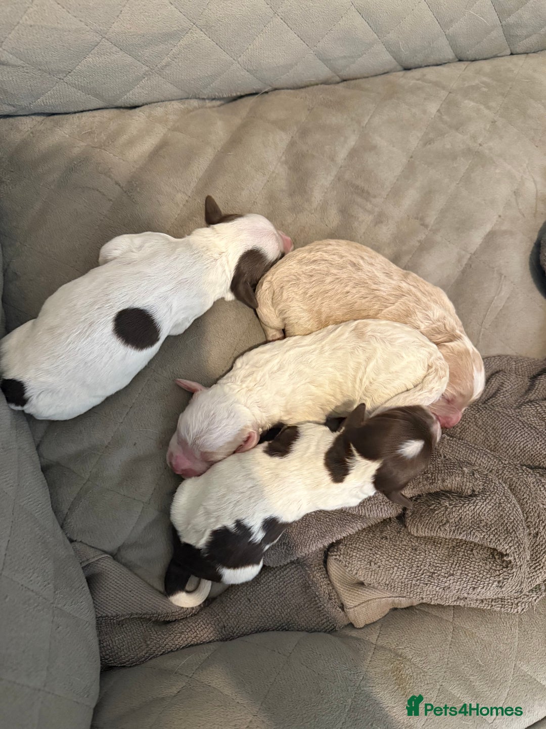 Mixed Breed dogs for sale: Springerpoo pups  - Image 4