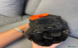 Chow Chow dogs for sale: Chow chow puppies for sale  - Image 1