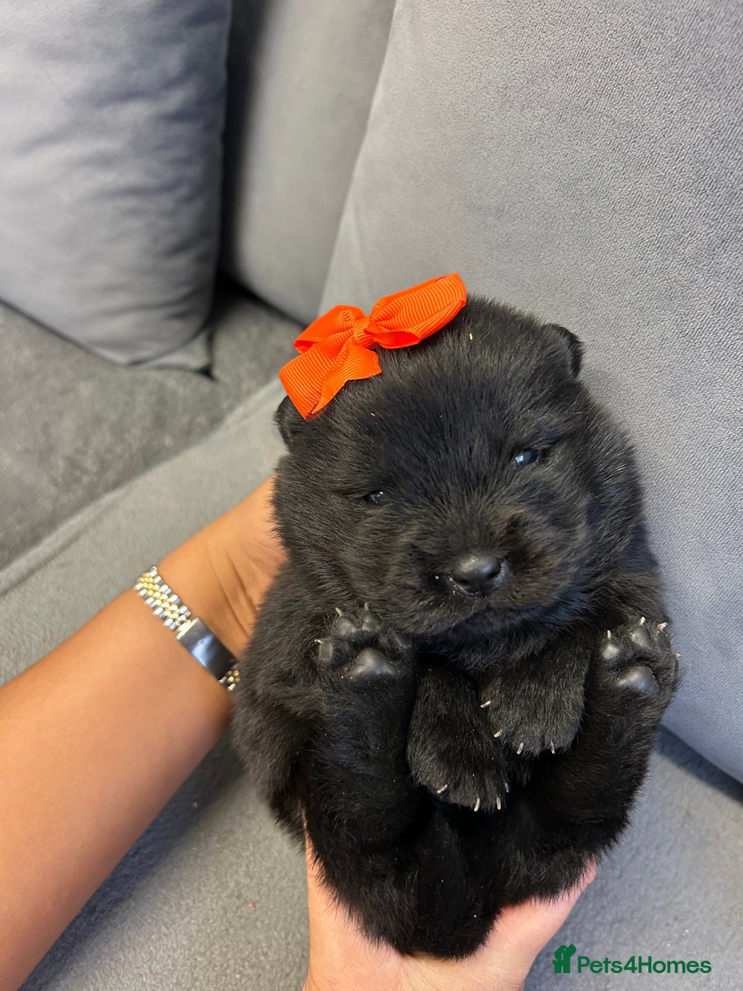 Chow Chow dogs for sale: Chow chow puppies for sale  - Image 1