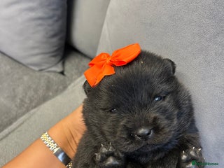 Chow Chow dogs for sale - Advert 1