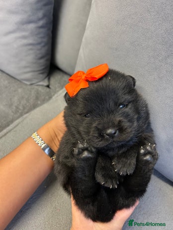 Chow Chow dogs - Advert 1