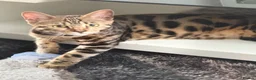 Bengal cats for sale: Bengal boy  in Preston - Advert 2