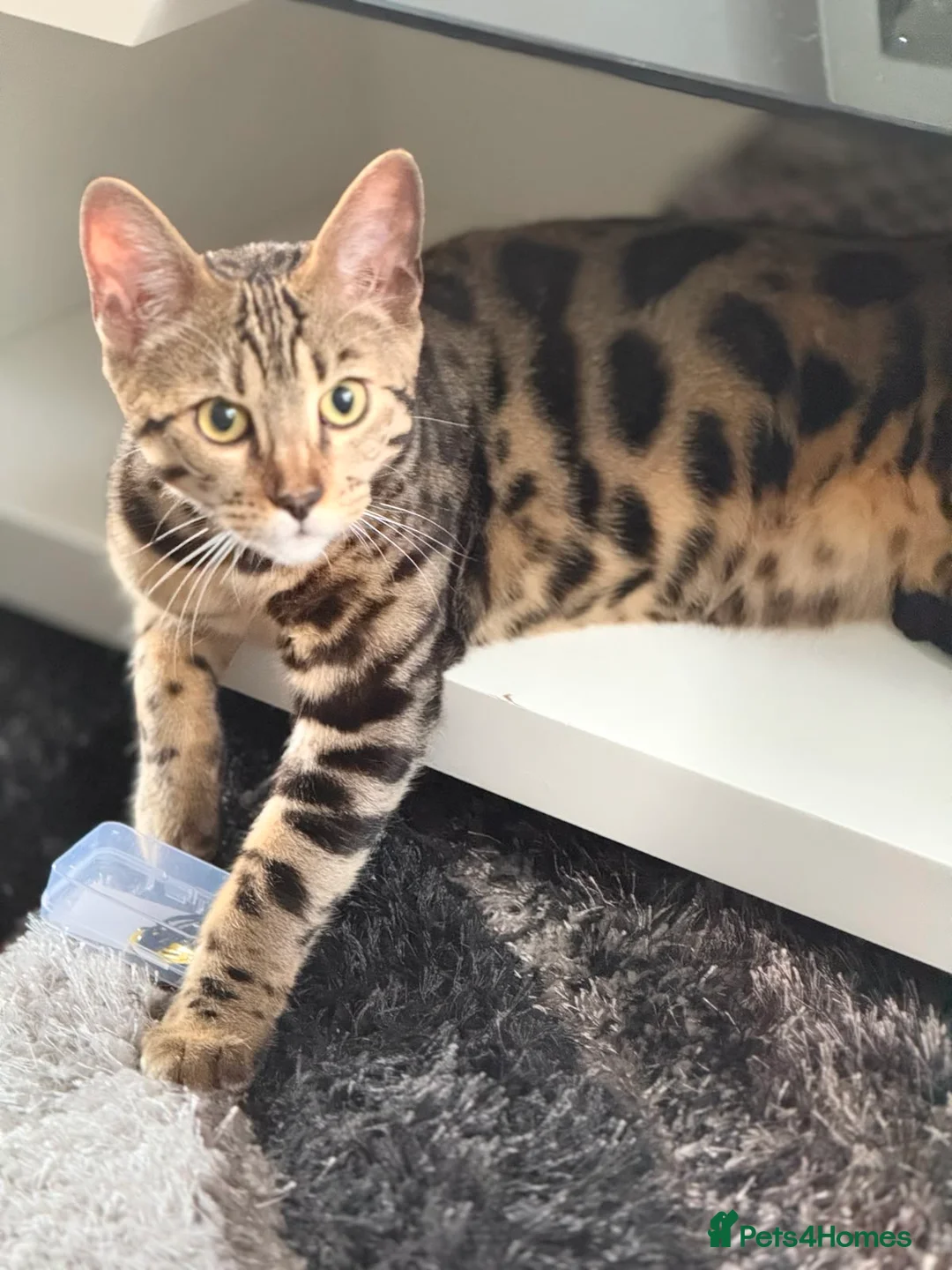 Bengal cats for sale: Bengal boy  in Preston - Advert 2