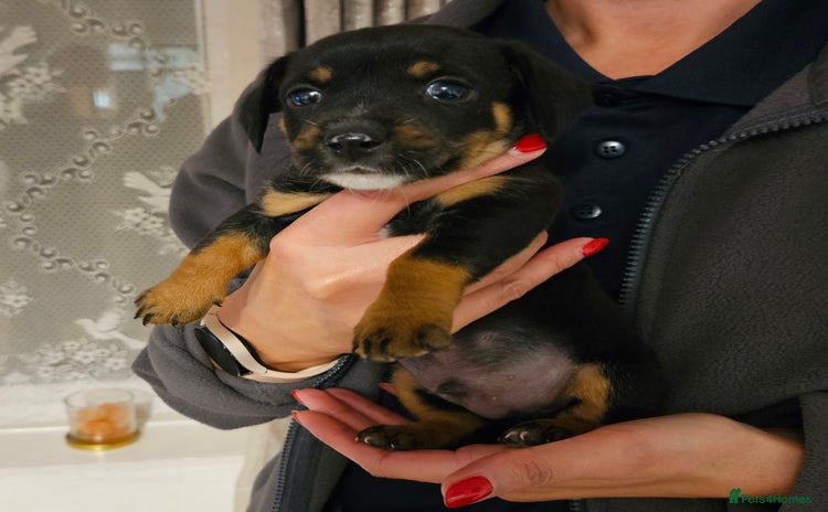 Mixed Breed dogs Dachshund/Jack Russell Puppies  - Advert 10