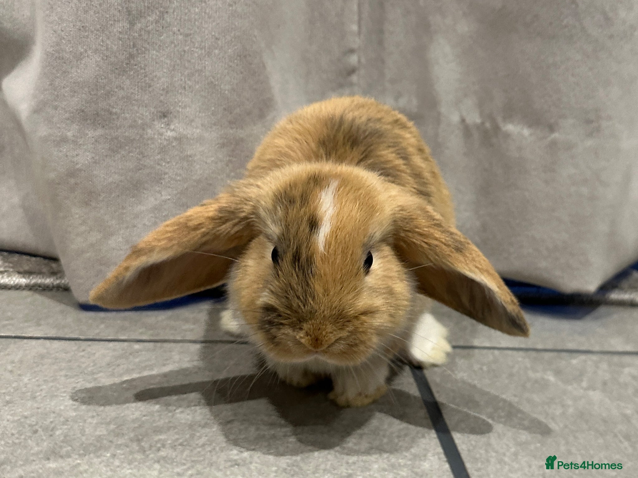 Mini Lop rabbits 2 mini lops ready to go now - Advert 6