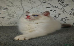 Ragdoll cats for sale: Regional Winner READY TO Go LAST BOY AND GIRL - Image 18