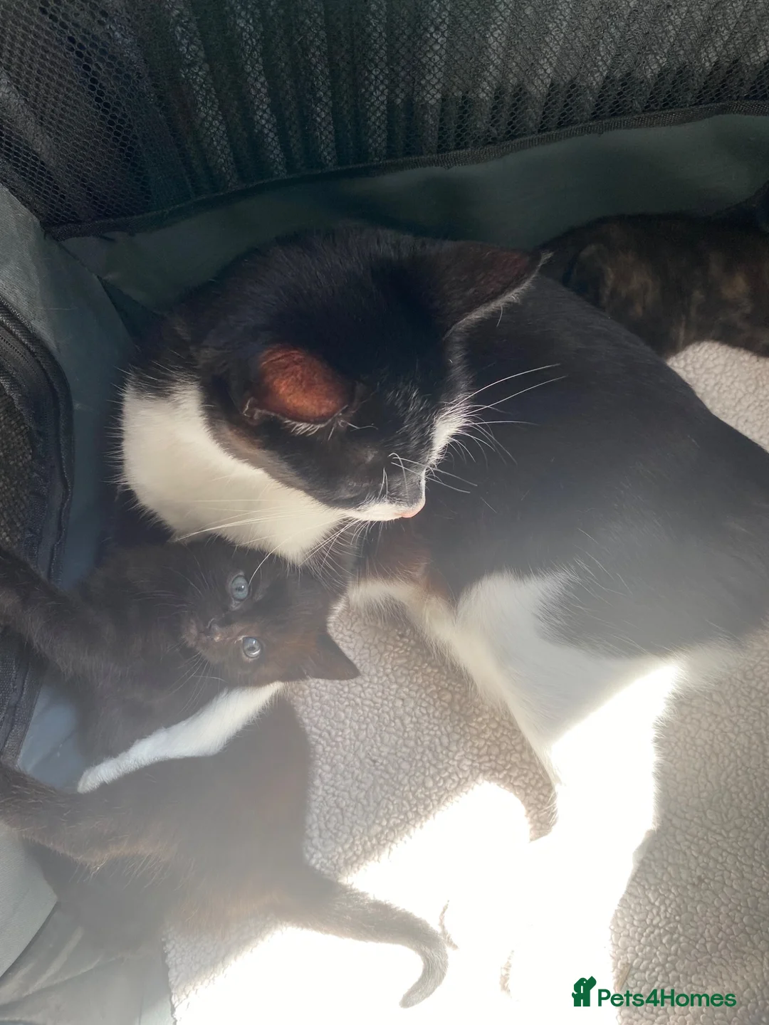 Domestic Shorthair cats for adoption: Beautiful male kitten looking for his forever home - Advert 2