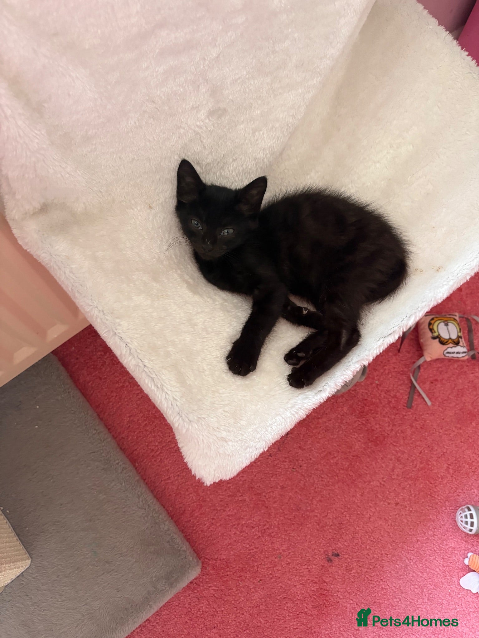 Mixed Breed cats 2 kittens one male one female  - Advert 4
