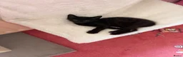 Mixed Breed cats for sale: 2 kittens one male one female  - Advert 1