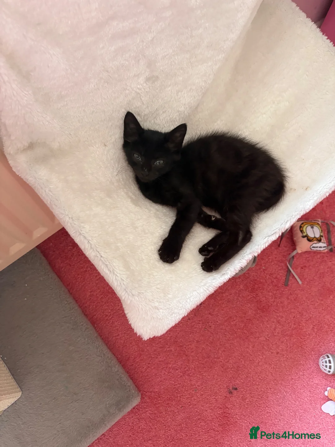 Mixed Breed cats for sale: 2 kittens one male one female  - Advert 1