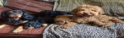 Cavapoo dogs for stud: Extensively Heath Tested Deep Red Min Poodle in Mansfield - Advert 21