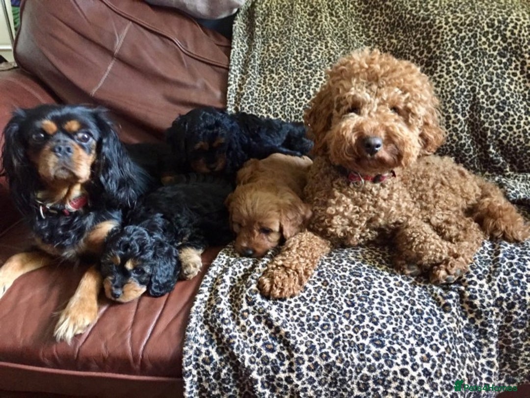 Cavapoo dogs for stud: Extensively Heath Tested Deep Red Min Poodle in Mansfield - Image 21