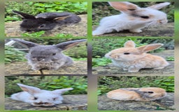 Mini Lop rabbits for sale: Mini Lops  - Image 1