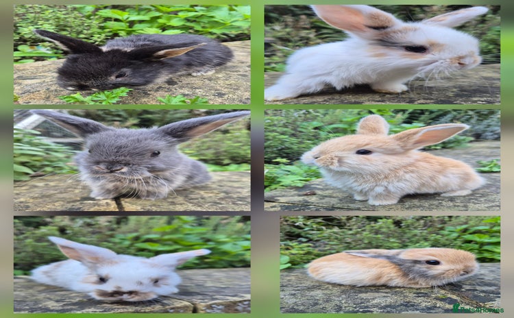 Mini Lop rabbits - Advert 2