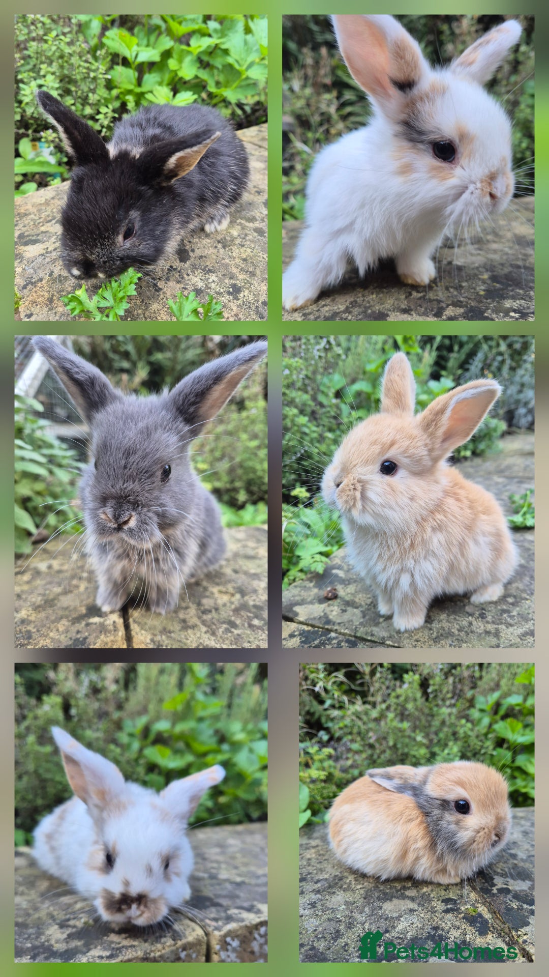 Mini Lop rabbits for sale: Mini Lops  - Image 1