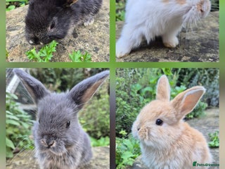 Mini Lop rabbits - Advert 19