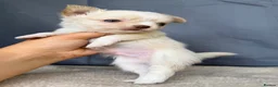 Chihuahua dogs for sale: 2 Gorgeous little long haired Chihuahua babies  - Advert 4