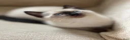 Siamese cats for sale: Beautiful Blue-Eyed Siamese-Type Boy Kitten - Advert 4