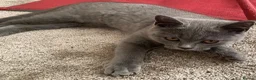 British Shorthair cats for sale: Last Exclusive Pedigree British Shorthair Girl in Bournemouth - Advert 6