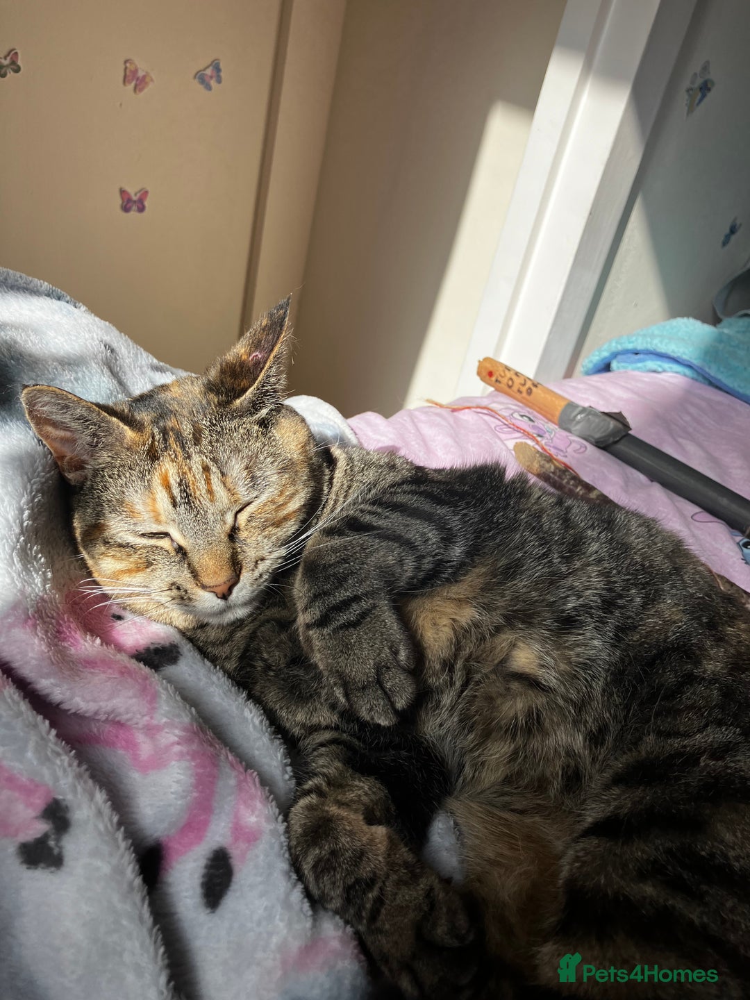 Mixed Breed cats for sale: Adult female tabby  - Advert 7