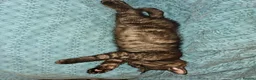Mixed Breed cats for sale: 1 Ghost Tabby, 1 Tortoiseshell and 1 Black kittens in Cranbrook - Advert 13