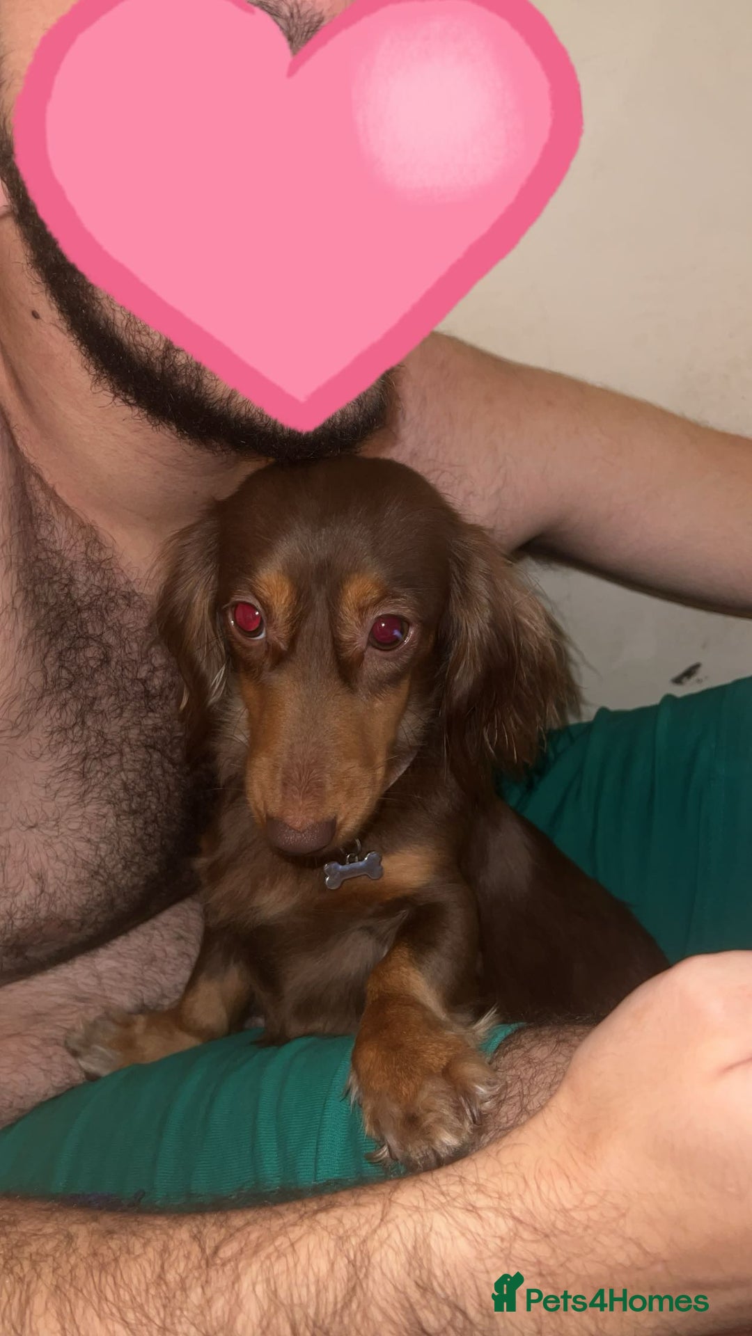 Dachshund dogs for sale:  long haired dachshund GIRL  - Advert 1