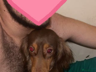 Dachshund dogs long haired dachshund GIRL - Advert 4