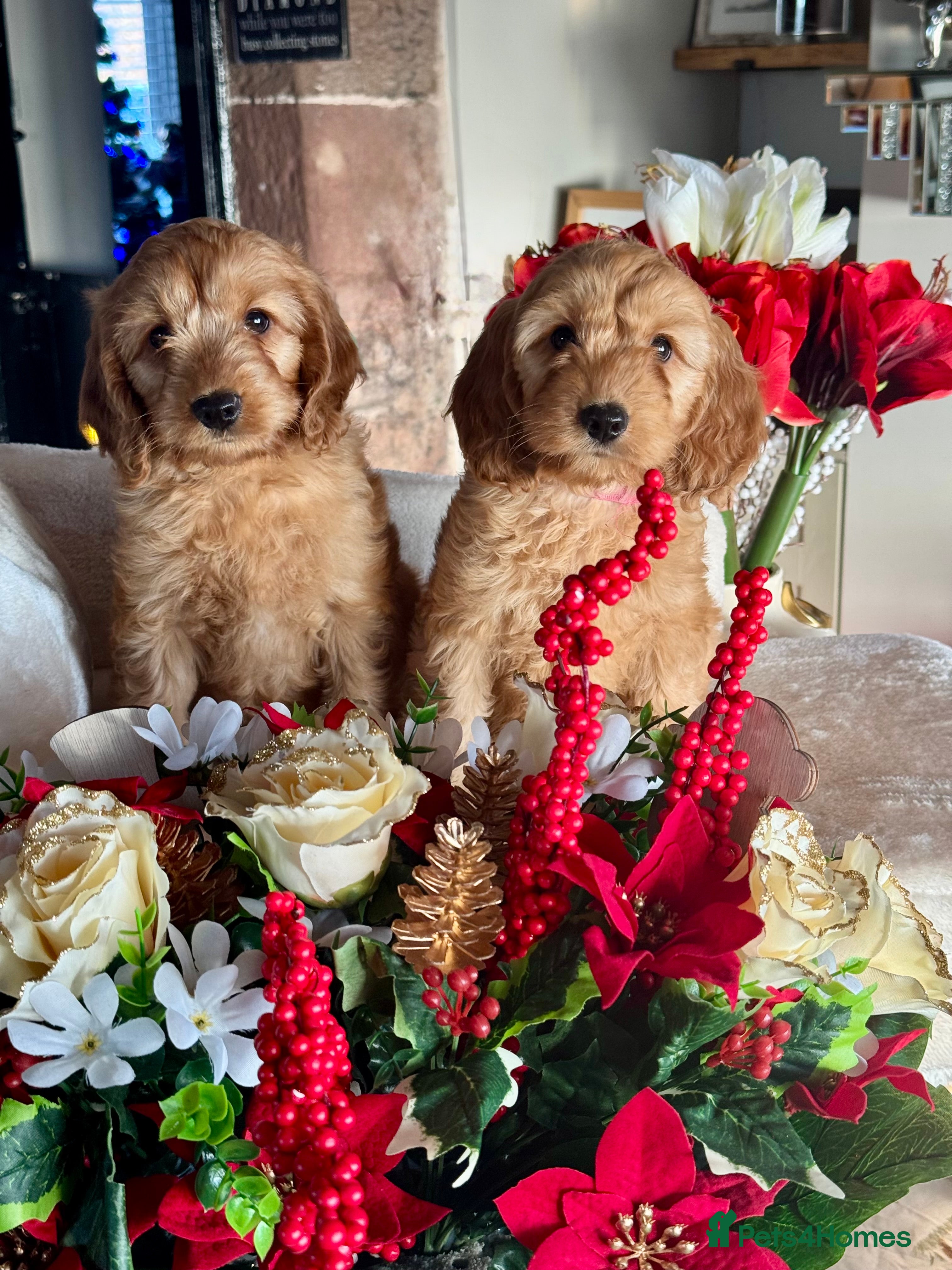 Cockapoo dogs F1 apricot Cockerpoos looking looking for homes - Advert 5