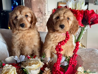 Cockapoo dogs F1 apricot Cockerpoos looking looking for homes - Advert 7