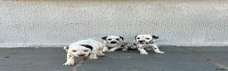 Dalmatian dogs for sale: Dalmatian beautiful - Advert 28