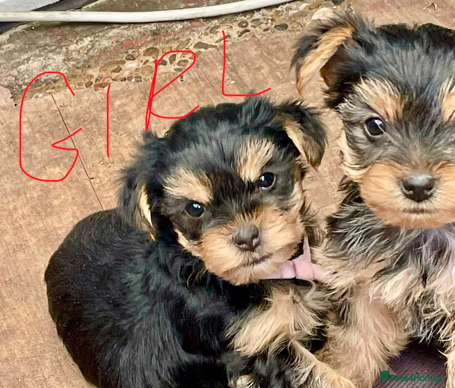 Yorkshire Terrier dogs Yorkshire Terrier puppies 🐶  - Advert 2